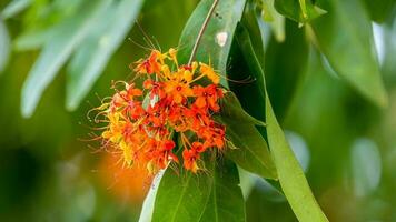 asoke albero fioritura nel il giardino foto