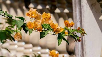 bouganville fiore, fiore di carta, arancia bouganville fiore fioritura nel il giardino foto
