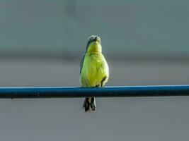 oliva sostenuta sunbird arroccato su filo foto