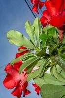 Adenium o deserto rosa fiori fioritura nel il giardino blu cielo sfondo foto