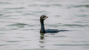 poco cormorano nel il stagno foto