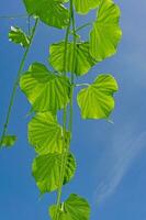 tinospora cordifolia Locale nome Guduchi, e gilè, è un erbaceo vite di il famiglia menispermacee indigeno per il tropicale le zone di India uso come ayurveda medicina blu cielo sfondo foto
