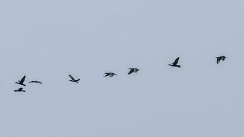 uccelli volante nel per il cielo foto