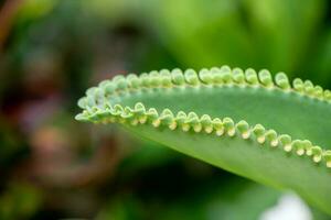 kalanchoe ibrido fioritura nel il giardino foto