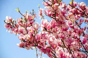 magnolia in fiore in fiori primaverili su un albero contro un cielo blu brillante foto