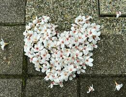 bellissimo bianca fiori tung fiore disposte nel il forma di un' cuore su il strada foto