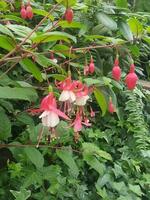 rosso fiori su il ciglio della strada foto