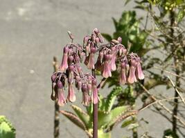 bellissimo rosa kalanchoe daigremontiana fiore succulento foto