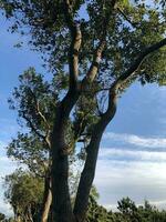 grande alberi e chiaro cielo foto