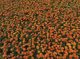 bellissimo arancia fiori tagetes erecta sotto il sole foto