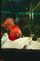 pesce esotico symphysodon discus, in un acquario foto