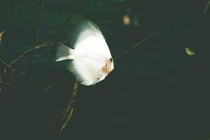 pesce esotico symphysodon discus, in un acquario foto