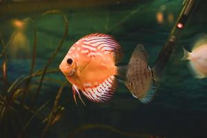 pesce esotico symphysodon discus, in un acquario foto