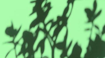 lascia ombre su carta texture pastello verde. sfondo astratto. foto d'archivio.
