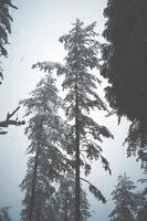 neve sui pini del bosco