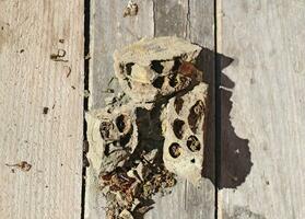 rompere un' di calabrone nido di argilla. foto
