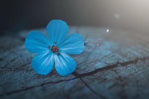 bellissimo fiore blu in primavera foto