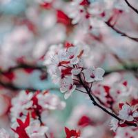 bellissimo fiore di ciliegio fiore di sakura foto