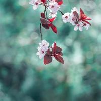bellissimo fiore di ciliegio fiore di sakura foto