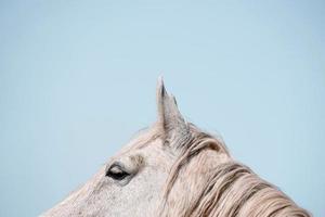 bellissimo ritratto di cavallo bianco