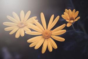 bel fiore giallo in primavera foto