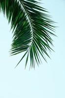 foglie verdi dell'albero di palma foto