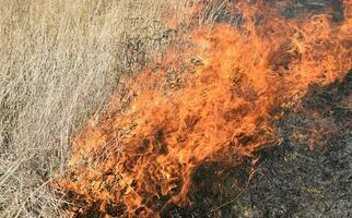 ardente asciutto erba e canne foto