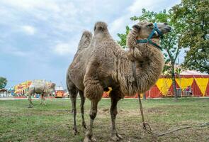 un' Due gobba cammello nel il città parco. cammello a piedi nel il parco foto