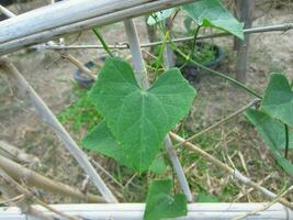 foto di zucca le foglie e steli