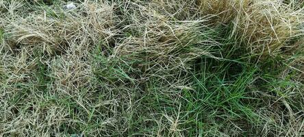 vicino su di asciutto erba nel il campo, naturale sfondo e struttura foto