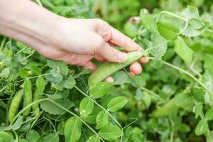 concetto di giardinaggio e agricoltura. lavoratore agricolo femminile che raccoglie a mano piselli organici maturi freschi verdi sul ramo in giardino. produzione di cibo casalingo vegano vegetariano. donna che raccoglie i baccelli di pisello. foto