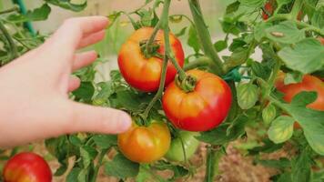 concetto di giardinaggio e agricoltura. donna lavoratore agricolo raccolta a mano pomodori biologici maturi freschi. prodotti in serra. produzione alimentare vegetale. pomodoro che cresce in serra. foto