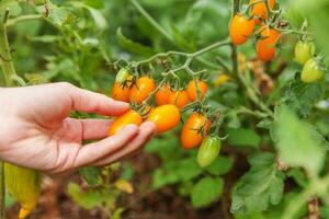 concetto di giardinaggio e agricoltura. donna lavoratore agricolo raccolta a mano pomodori biologici maturi freschi. prodotti in serra. produzione alimentare vegetale. pomodoro che cresce in serra. foto