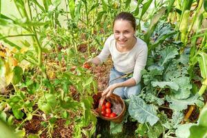 giovane donna azienda agricola lavoratore con cestino raccolta fresco maturo biologico pomodori foto