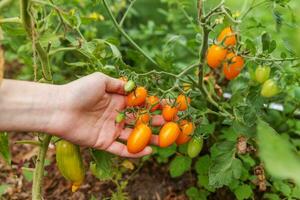 concetto di giardinaggio e agricoltura. donna lavoratore agricolo raccolta a mano pomodori biologici maturi freschi. prodotti in serra. produzione alimentare vegetale. pomodoro che cresce in serra. foto