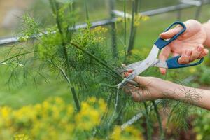 concetto di giardinaggio e agricoltura. lavoratrice agricola femminile che raccoglie aneto organico maturo fresco verde nel letto del giardino. produzione di cibo casalingo vegano vegetariano. contadina che raccoglie erba profumata. foto