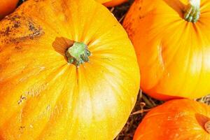 naturale autunno autunno Visualizza zucca su eco azienda agricola sfondo. ispirazione ottobre o settembre sfondo. modificare di le stagioni, maturo biologico cibo concetto. Halloween festa ringraziamento giorno. foto