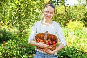 giovane donna lavoratore agricolo azienda cesto raccogliendo pomodori organici maturi freschi in giardino foto