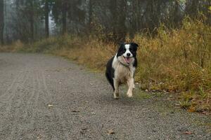 animale domestico attività. carino cucciolo cane confine collie in esecuzione nel autunno parco all'aperto. animale domestico cane su a piedi nel nebbioso autunno autunno giorno. Ciao autunno freddo tempo metereologico concetto. foto