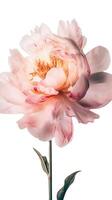 Impressionante Immagine di morbido rosa peonia lactiflora fiore su png sfondo. generativo ai. foto