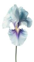 sorprendente Immagine di bellissimo iris fiore con acqua gocce su png sfondo. generativo ai. foto
