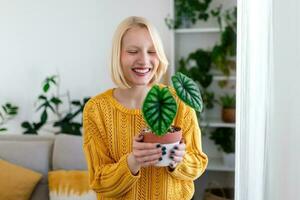 avvicinamento di bellissimo donna Tenere verde pianta e guardare a nel con lieta Sorridi, Tenere alocasia, gli amori giardinaggio e natura. interno tiro foto