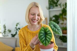 avvicinamento di bellissimo donna Tenere verde pianta e guardare a nel con lieta Sorridi, Tenere alocasia, gli amori giardinaggio e natura. interno tiro foto