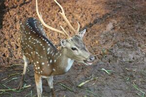 Rusa totol con il scientifico nome asse asse a zoo nel ragunano. altro nomi siamo macchiato cervo foto