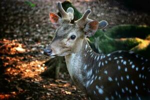 Rusa totol con il scientifico nome asse asse a zoo nel ragù. altro nomi siamo macchiato cervo, chital cervo, o asse cervo, è un' specie di cervo nativo per il indiano subcontinente. molto Bellissima. foto