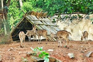 Rusa totol con il scientifico nome asse asse a zoo nel ragunano. foto