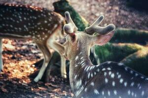 Rusa totol con il scientifico nome asse asse a zoo nel ragunano. foto