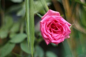 rosa rosa fiore su sfocatura fiore sfondo foto