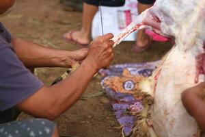 eid al-Adha celebrazione. I musulmani Aiuto ogni altro nel scuoiatura mucche e capre foto