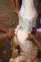 eid al-Adha celebrazione. I musulmani Aiuto ogni altro nel scuoiatura mucche e capre foto